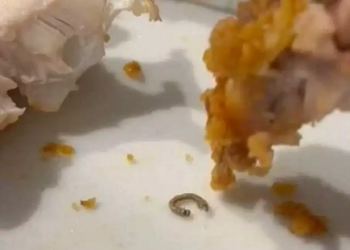 Cliente encontra lagarta após morder asa de frango do KFC