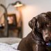 Noivo cancela casamento após mulher ser negligente com cachorro em despedida de solteira