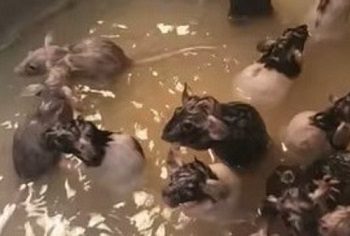 Americana cria 50 ratos dentro de casa e ainda dá banho nos pets na pia da cozinha