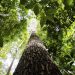 Governo avança em PPI da Floresta Nacional de Humaitá
