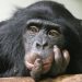 O que há no cérebro humano que nos torna mais inteligentes do que outros animais? – A Parresia O que há no cérebro humano que nos torna mais inteligentes do que outros animais? – A Parresia