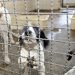 ONG Cão Sem Dono faz feira de adoção em estação de metrô de São Paulo