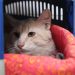 Seminário sobre combate a maus-tratos de cães e gatos