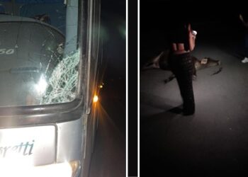 Ônibus com universitários atropela e mata vaca em Barra de São Francisco