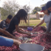 Agro Nacional mostra produção comunitária e sustentável do açaí