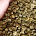INDICADORES: Preço do café arábica tem queda nesta quarta-feira (12) INDICADORES: Preço do café arábica tem queda nesta quarta-feira (12)
