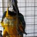 Araras feridas são resgatadas durante fiscalização de clube no Rio Araras feridas são resgatadas durante fiscalização de clube no Rio