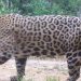 Onças-pintadas com filhotes são encontradas na Serra do Mar paranaense