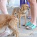 Rio irá multar pet shops e clínicas que não relatarem maus-tratos Rio irá multar pet shops e clínicas que não relatarem maus-tratos