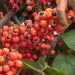 Produção de guaraná de Maués alia tradição e qualidade na Amazônia