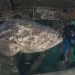 Prêmio de conservação da biodiversidade marinha prorroga inscrições
