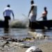 Baía de Guanabara tem neste sábado um dia de limpeza