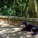 Cães e gatos também são considerados espécies invasoras no Brasil