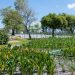 Jardins filtrantes despoluem águas de riacho que desagua no Capibaribe