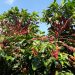 Como fidelizar produtores de café no fornecimento à cooperativa? Como fidelizar produtores de café no fornecimento à cooperativa?