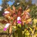 16ª Expo Orquídeas acontece neste final de semana, no Ginásio de Esportes de Nova Venécia