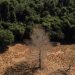 Amazônia e Cerrado batem recorde de alertas de desmatamento