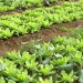 Brasil terá programa nacional para produção de alimentos saudáveis