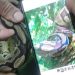 Serpente píton é retirada do Parque Nacional da Tijuca, no Rio Serpente píton é retirada do Parque Nacional da Tijuca, no Rio