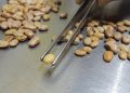 Café hoje: confira cotações para esta terça-feira (12)