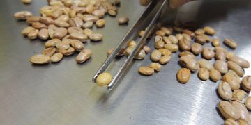 Café hoje: confira cotações para esta terça-feira (12)
