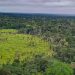Perda de florestas tropicais primárias aumentou 15% no Brasil em 2022 Perda de florestas tropicais primárias aumentou 15% no Brasil em 2022