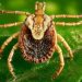 Vila Pavão registra primeiro caso de febre maculosa