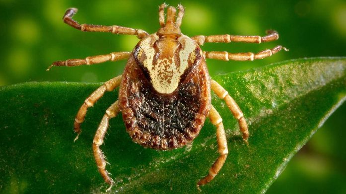 2018_drauzio_febre-maculosa-carrapato-amblyomma-cajennense_Christopher-Paddock-James-Gathany-CDC_outubro_1000x563