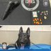 Força Tática e equipe K9 apreendem drogas e simulacro de arma em Barra de São Francisco